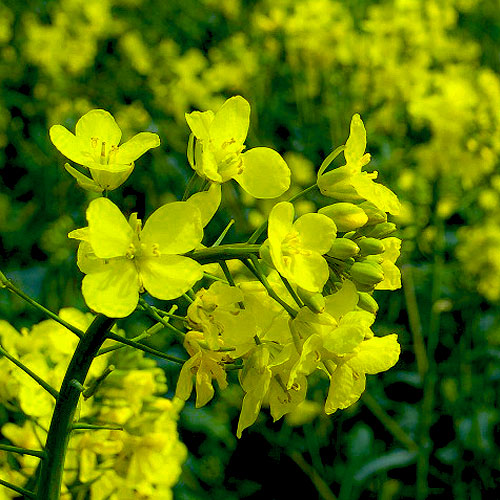 a canola flower